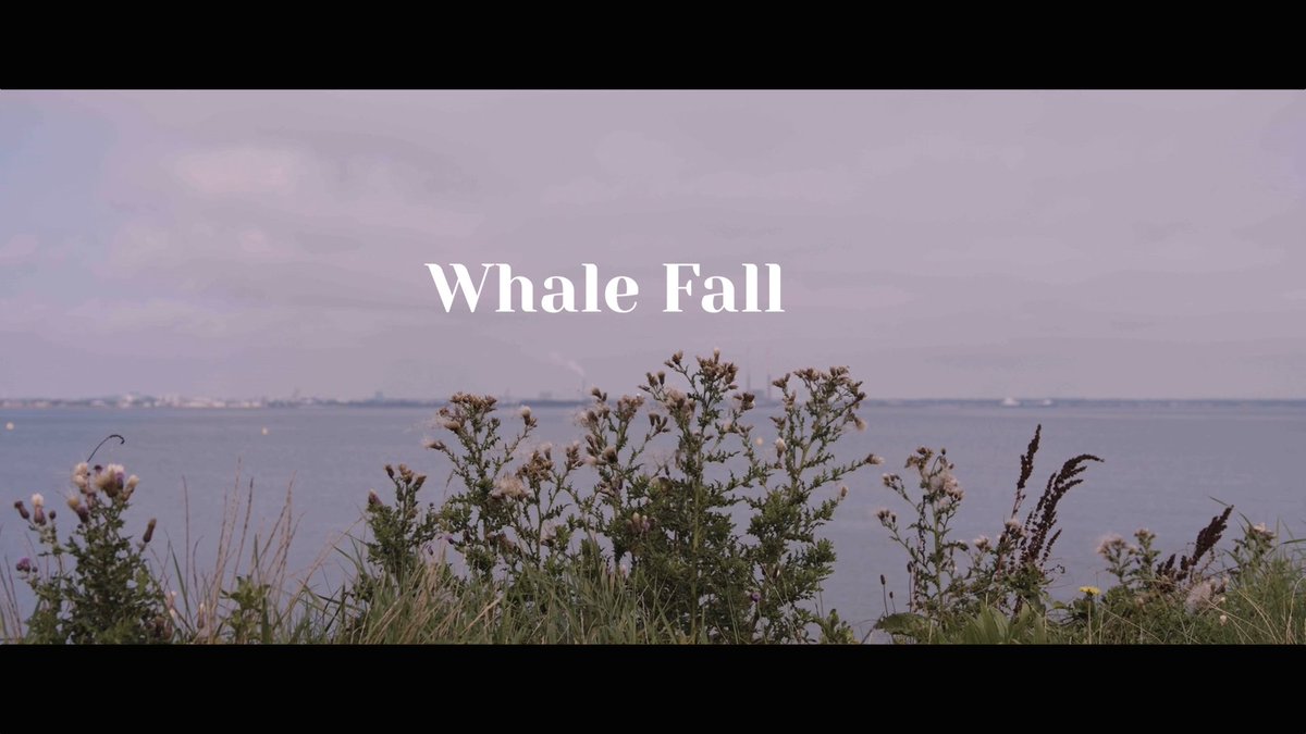 KatieMcNeice's tweet photo. WHALE FALL was written and shot in just 2 days as part of the @LilCinemaGalway 48 Hr Film Challenge 🙌🏳️‍🌈

Writer, Director, Editor: Myself
DP: Richard Hogan
Art Director, Sound Mix: Jack Prendergast
Boom Op: David Martin Ryan 
Cast: @RebeccaMHickey @amyhoo_ https://t.co/HKiv0YPrx5