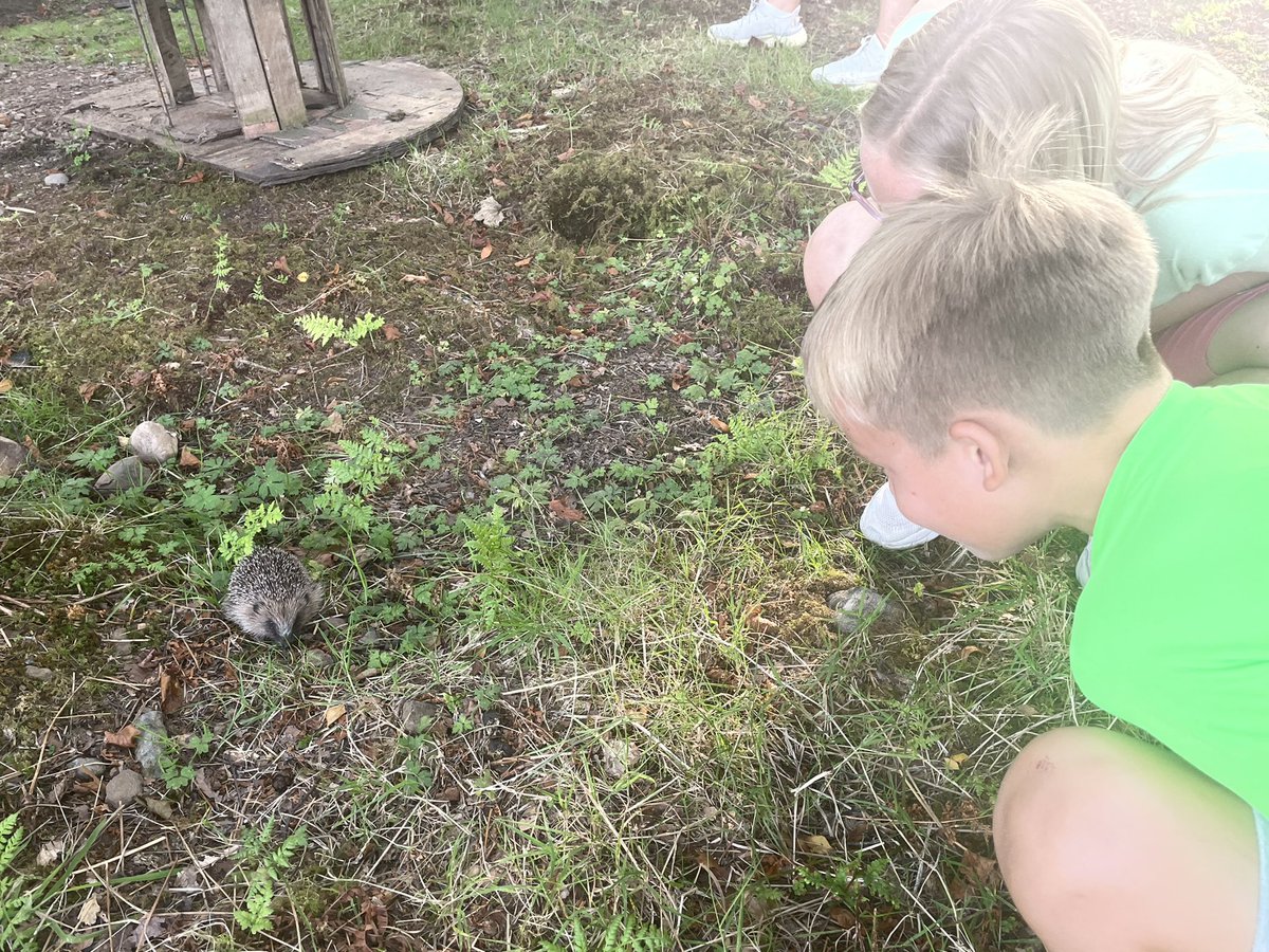fernreaderX's tweet image. Camping trip for Mia &amp;amp; Gary, they were so surprised to see a hedgehog &amp;amp; baby frog in their natural environment🦔🐸 followed by some s’mores 🪵🔥 @StMonicaMilton