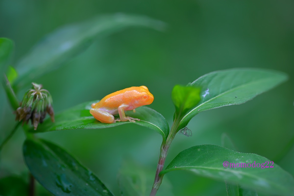 もも 今日山間部の田んぼで見つけた色素異変個体 アルビノ のアマガエル 全身がオレンジ色で眼の眼も赤くすごく目立つので自然下では捕食されやすく 紫外線にも弱そうなので寿命は短いと思われる 滅多に見られない個体なので出会ってよかった 飼育は