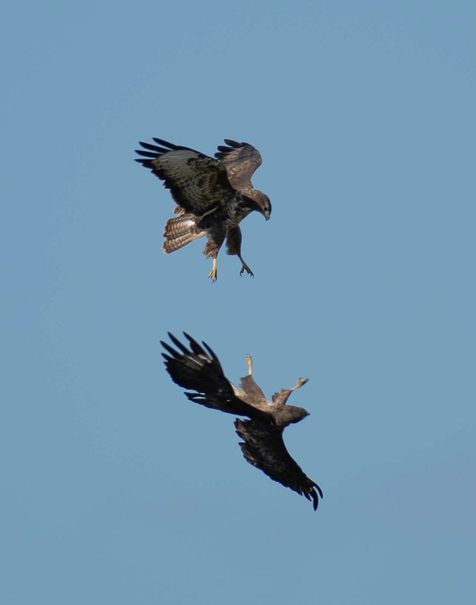 Mid-air battle! #birdwatching @ThePhotoHour @Natures_Voice #BreakfastBirdwatch @GARDENATURE @ukgardenbirds @iNatureUK @BirdWatchingMag @ShropsWildlife