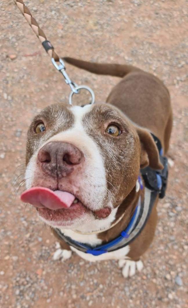 Life4pitbulls tweet media