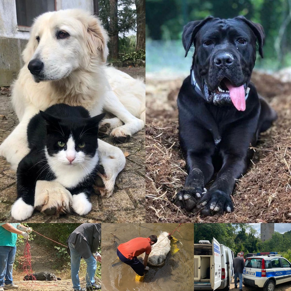 lndcostia's tweet photo. ❗️TROVIAMO IL LORO ASSASSINO❗️
Isacco e Gemma, due #cani ritrovati uccisi e gettati in un torrente alla Mola Dei Piscoli tra Genazzano (RM) e Paliano (FR).
Erano scomparsi da Valmontone (RM) da dieci giorni.
Troviamo i colpevoli 👉 https://t.co/Ai7vG8CFaC
@LNDC_NAZIONALE https://t.co/RYXU8AQrNS