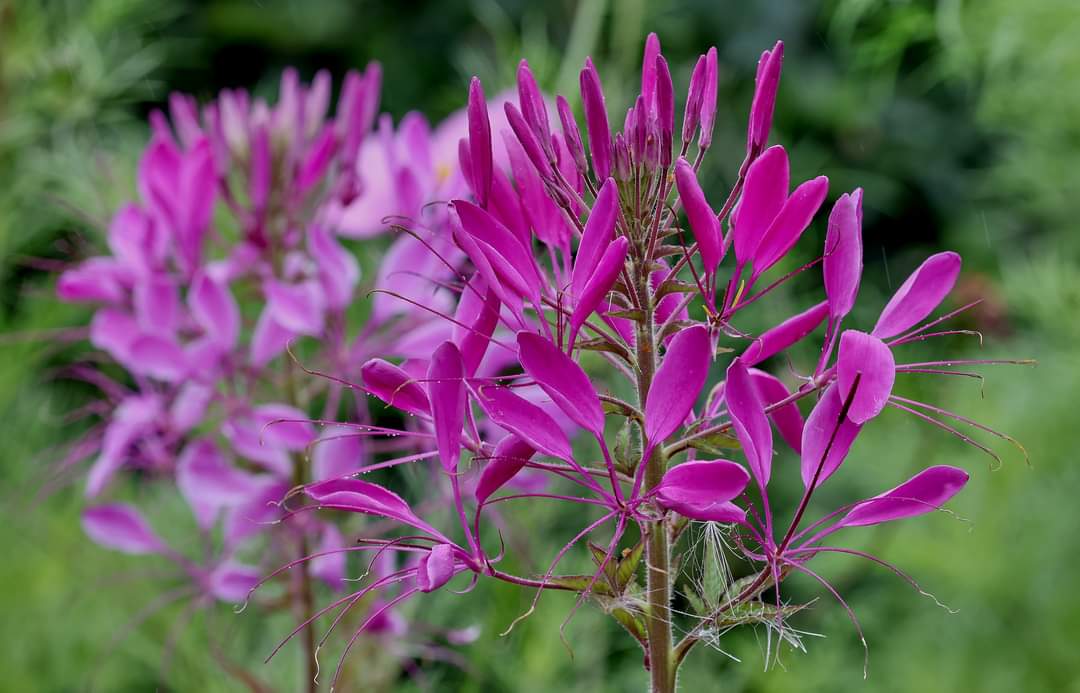 photographyman's tweet photo. I had a lovely walk around the beautiful @RHSBridgewater gardens. A taste of heaven. https://t.co/2Q77Miduho