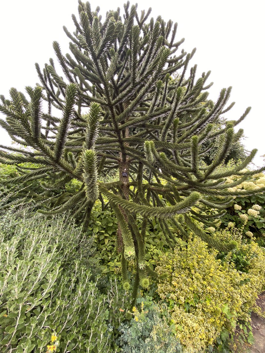 Tracey_Maddison's tweet photo. Monkey puzzle tree in York @MuseumGardens #amazing #nature #SundayExploring in York https://t.co/f1HPlUCIIx