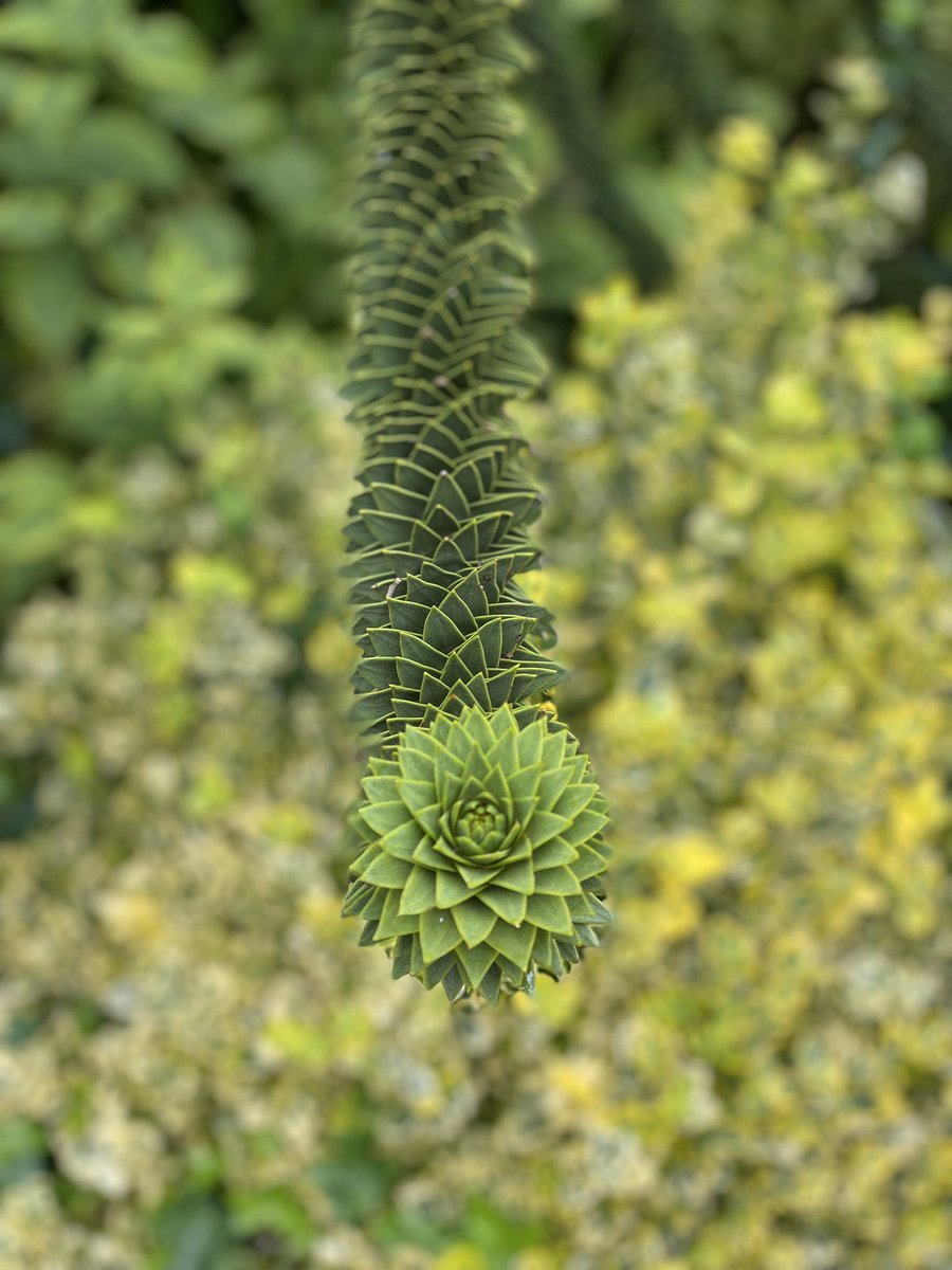 Tracey_Maddison's tweet photo. Monkey puzzle tree in York @MuseumGardens #amazing #nature #SundayExploring in York https://t.co/f1HPlUCIIx