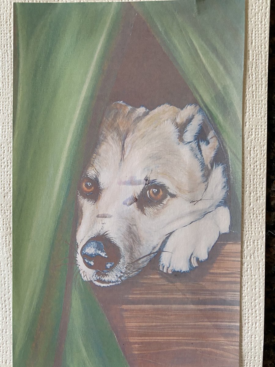 LynneFdF's tweet photo. Sometime ago I ran a fun dog show in aid of @Nowzad. We were so thrilled to receive a thank you card personally from @PenFarthing. This is a man full of kindness and integrity. @PeterEgan6 @domdyer70 https://t.co/MOIgg28nYR