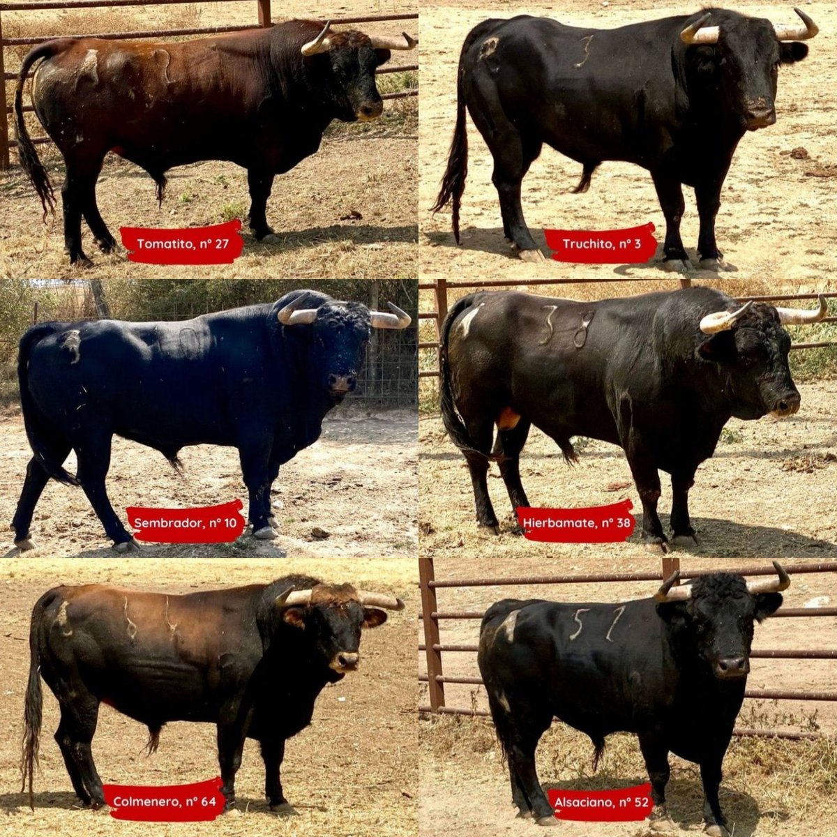 Hoy en <a href="/TorosAlcala/">Plaza de Toros de Alcalá de Henares</a> <a href="/ComunidadMadrid/">Comunidad de Madrid</a>, <a href="/AntonioFerrera9/">Antonio Ferrera</a>, <a href="/MoranteTour/">Morante Tour</a> y <a href="/juanortegapr/">Juan Ortega</a>. Toros 🐂 de <a href="/TorosBanuelos/">Antonio Bañuelos</a>. Retransmisión 📺 en directo por <a href="/toros/">Toros</a> y <a href="/CMM_es/">Castilla-La Mancha Media</a>