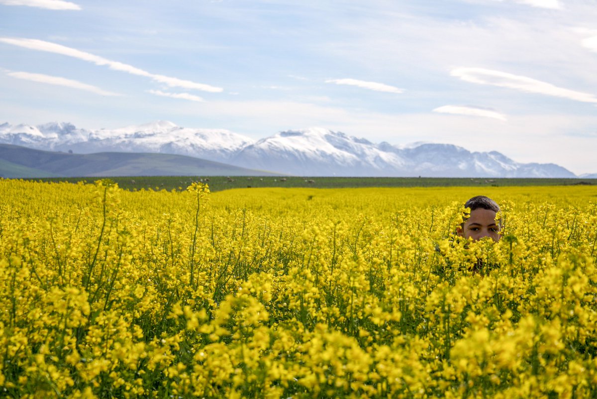 Mandatory canola field snaps 🌾

📍 : Caledon 
#discoveroverberg #itsmysouthafrica #shotleft