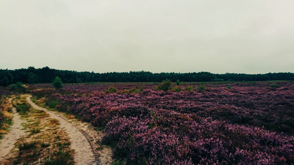 Heide pracht! 🥰 #verjaardagsritje