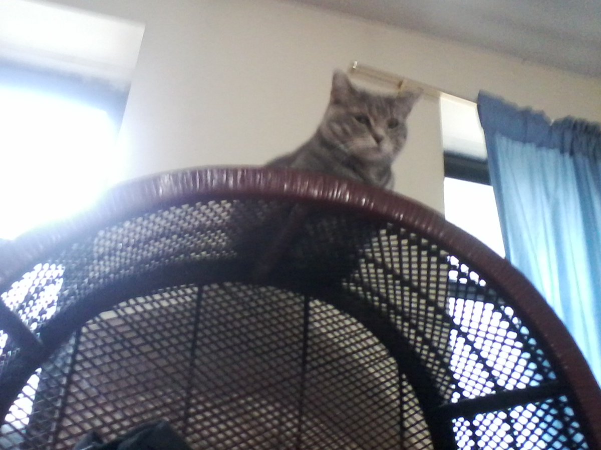 MysteryCatSleep's tweet photo. Penelope keep her grey #sleep close for our upcoming #SleepEvent! Details coming!
@irisesther54 @danapixie @RinzenLhamo @Yellowonetsy @MillieOTLFP @paseri021 @Pixie_Tooth @KrisArmstrong1 @carolyn_from @klscomus1 @PeterRabbit67 @badpiratemonkey https://t.co/4Jt1mOvof8