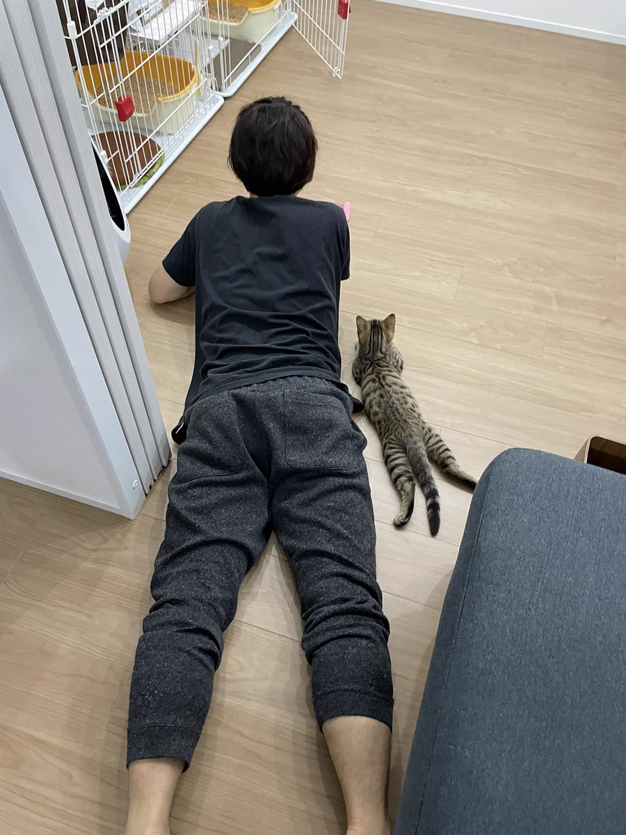 新入りネコちゃんがきたとき、人間のようにみているネコwきっと人間だと思っているはず