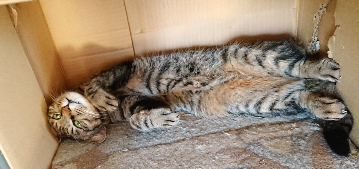 カメラ向けたら、こんなポーズとってくれました😆
#猫のいる生活  #キジトラ