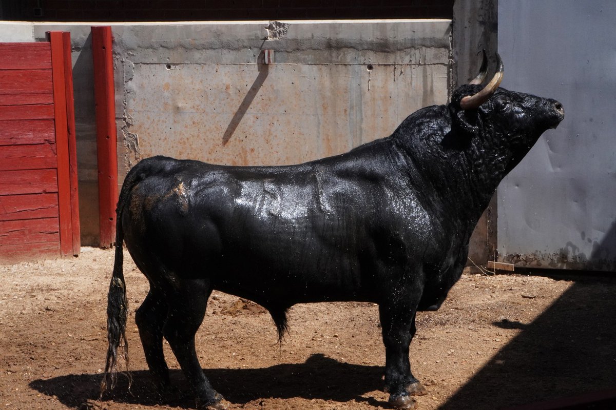 📝 ¡Ya tenemos el orden de lidia para esta tarde en Alcalá de Henares! 🏟️

🐂 Toros de Antonio Bañuelos 🐂

👤 Antonio Ferrera
👤 Morante de la Puebla
👤 Juan Ortega

🎥 dai.ly/x83tfit 🎥

🎟️ Compra tus entradas en loyjor.com 💻

#EsteAñoSí