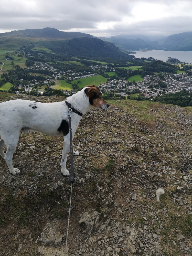 Snoopdougiedogs's tweet photo. On top of Latrigg #lakes https://t.co/ZPl7qY9PgA
