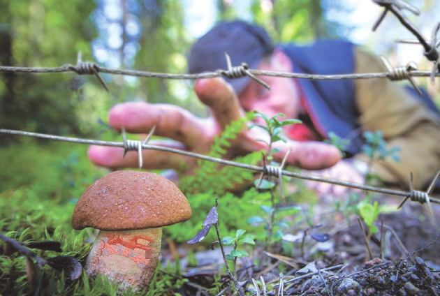 земельные подтопольники. знак сбор грибов запрещен. подтопольники в ведре. грибы и ягоды в подмосковье 2020. запрещающие знаки про грибы.
