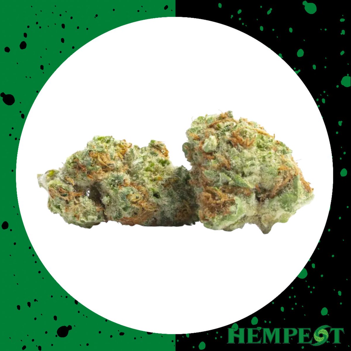 Perfect for those Sunday strolls around Northampton. 🚶‍♀️🚶🚶‍♂️

Lightsaber is a unique cross of Starfighter x Predator Pink. 🌿