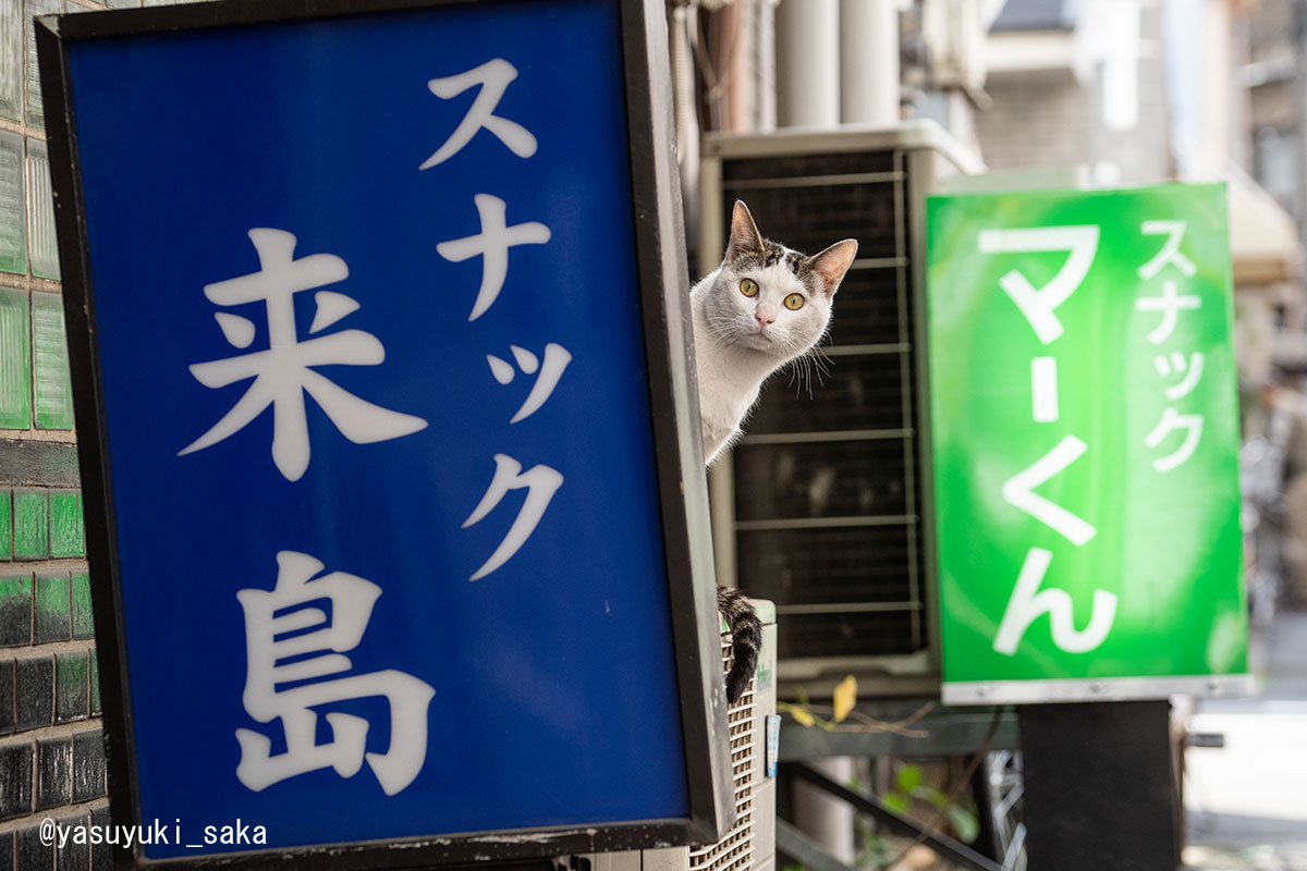 要 猫歴7年目 Shimarepo Twitter 要 猫歴7年目 Shimarepo Twitter