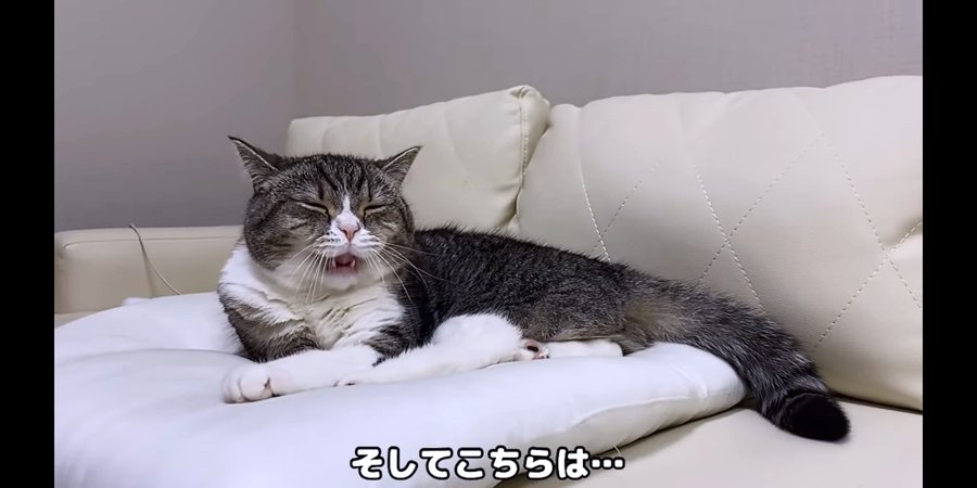 もちまる日記の飼い主が嫌いや苦手 違和感との炎上アンチ批判について かまぼこチャーハン