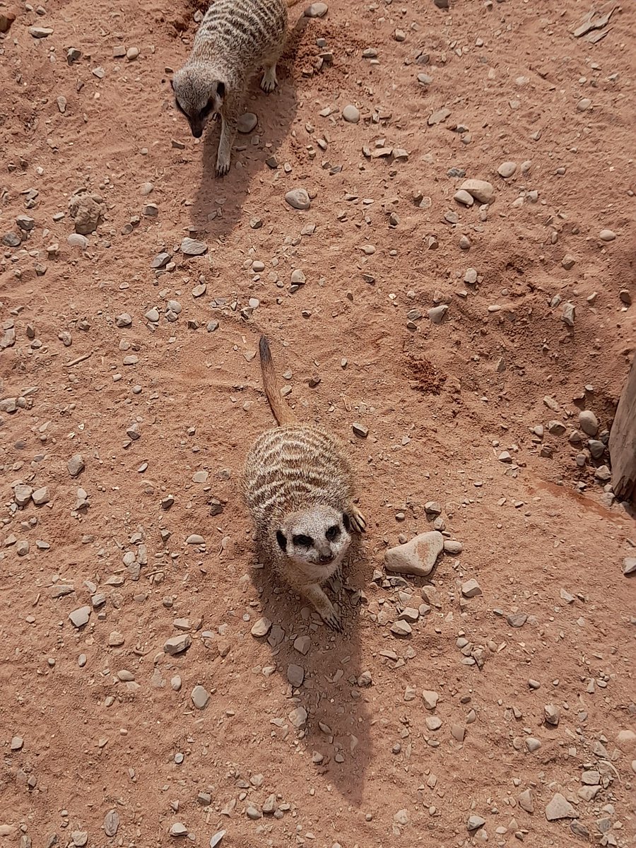 yourfaveis14's tweet photo. This Meerkat is the 14th Doctor https://t.co/KKj1qmZ3sV