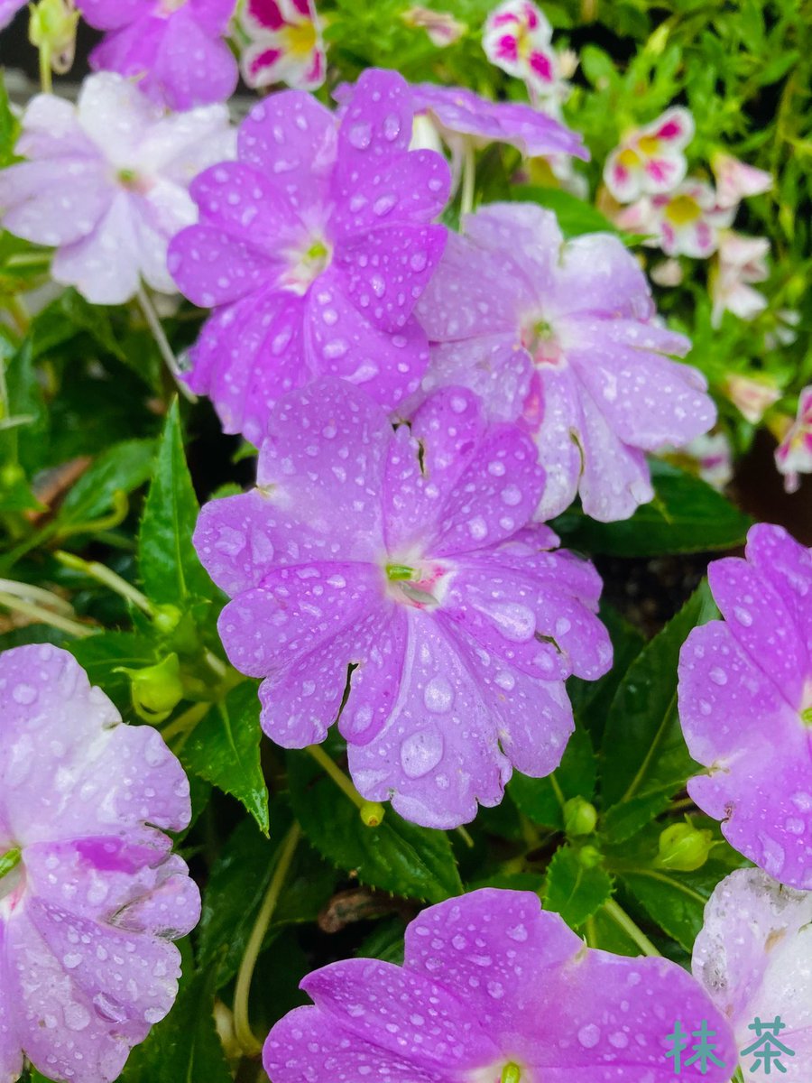 抹茶の部 こんな優しい 花に囲まれ 幸せ者だな こんな優しい 言葉に包まれ 幸せ者だな 感謝しないとね 悲しいけど 人は慣れて行く それが 当たり前になる そうじゃない 当たり前じゃない 何気ない 一つ一つ 感謝しないとね 今日も沢山 ありがとう 両手を