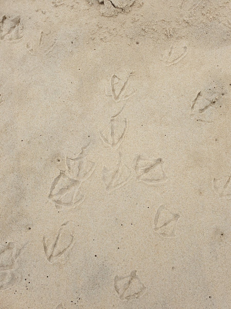 dinaBeaux's tweet photo. Empreintes... 🐾🪶🏖
#beach #seagull #summer #bird #walk #sand #footprint #sun #ocean #august https://t.co/h3rrHvNS26