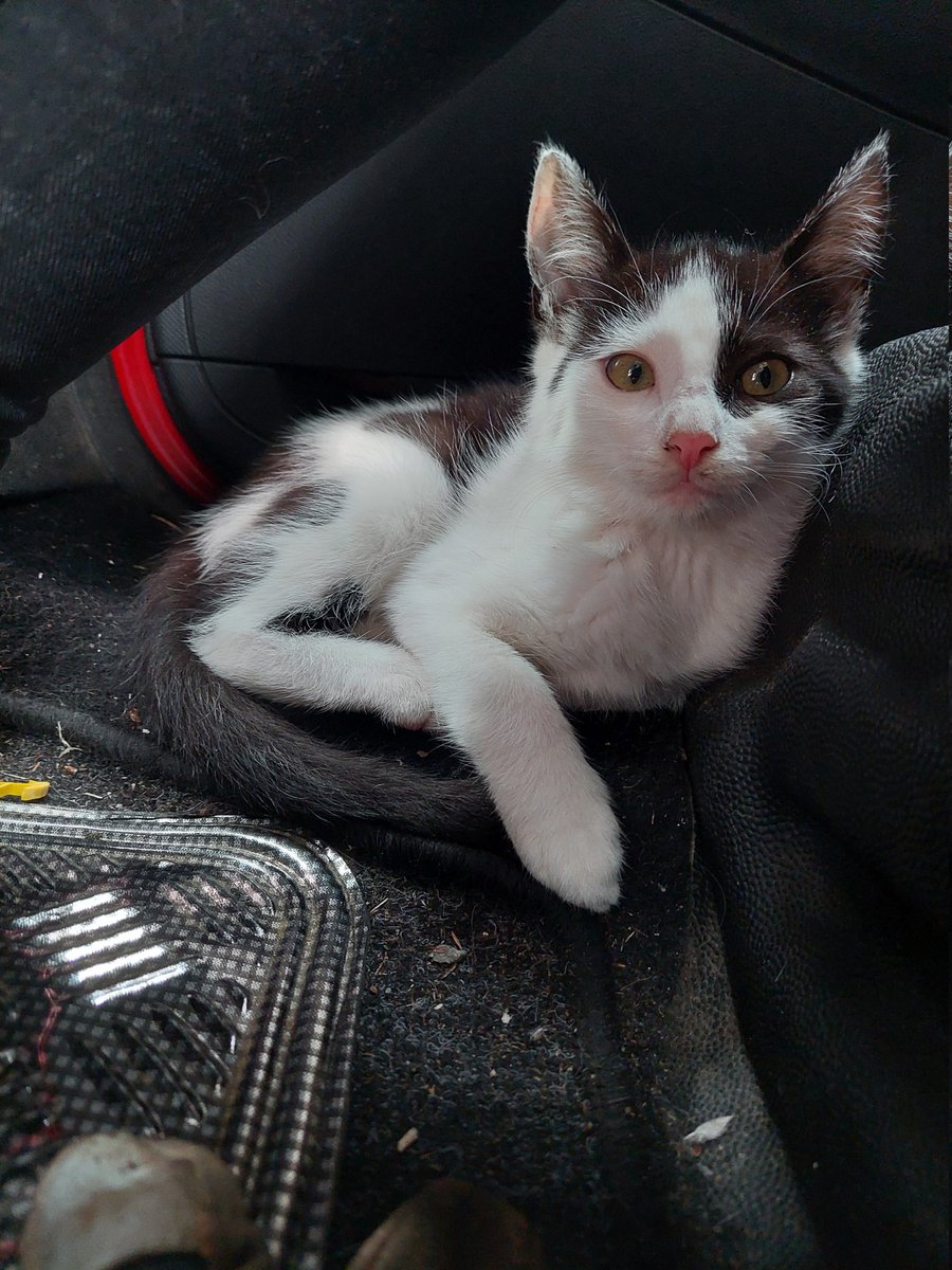 janaxsos's tweet photo. Da sind unsere Babies ❤️
Auf dem ersten Bild ist unser schüchternes Mädchen Nami, auf dem zweiten Bild ist das neugierige Männchen Ace ❤️
Beide sind noch vorsichtig in unserer Wohnung aber erkunden langsam alles 🥰 https://t.co/uky5xAGqDx