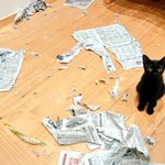 犯人はだれ？部屋中が新聞紙だらけに!満足気なネコ