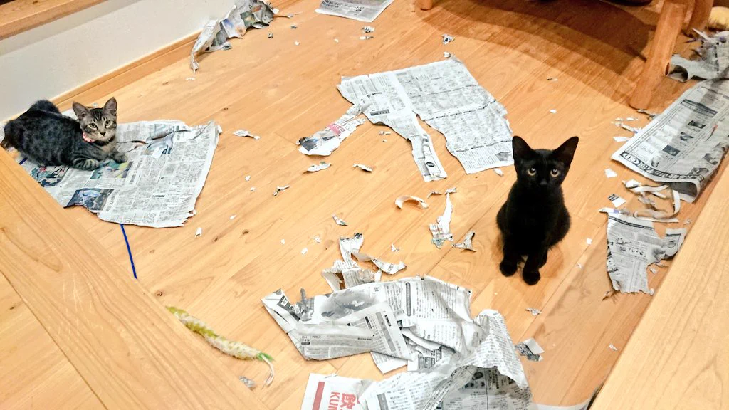 犯人はだれ？部屋中が新聞紙だらけにwww満足気なネコ