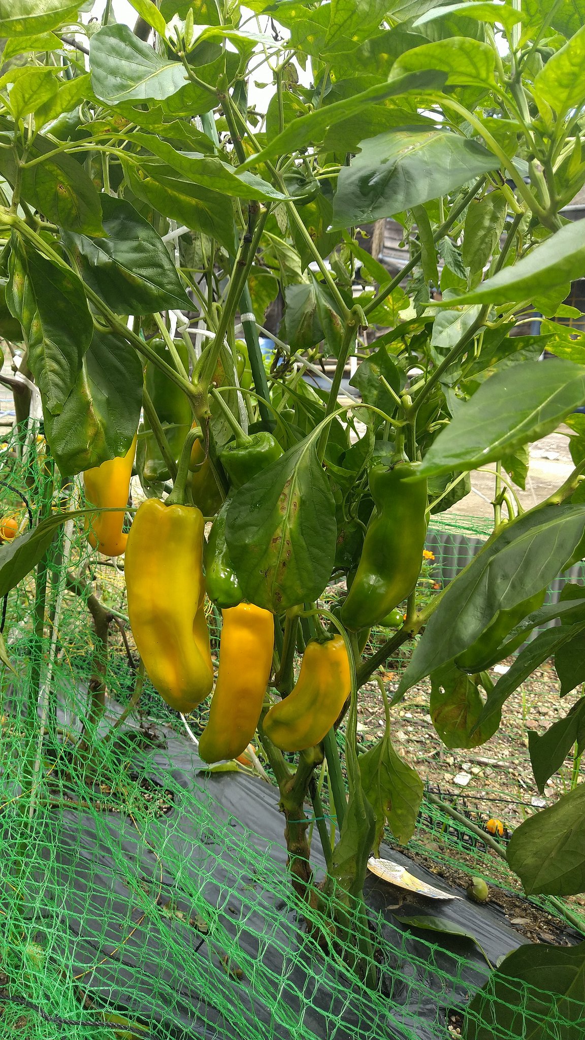 サンセブン商事 特大黄色ピーマン 花オクラ 白ナスなどが採れだしました ワンプレートにしてみました 花オクラ ネバネバで美味しい 家庭菜園 花オクラ 白ナス 特大ピーマン T Co 1u3nby6kdf Twitter