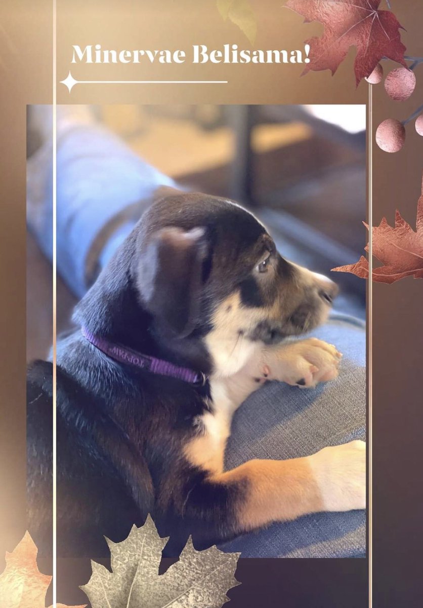 herrera876's tweet photo. We got a new puppy!
She is named after Minervae Belisama, the Gaulish goddess of rivers and lakes. We call her Bela. We name all our dogs after mythological beings. https://t.co/XnQgW9BpTy