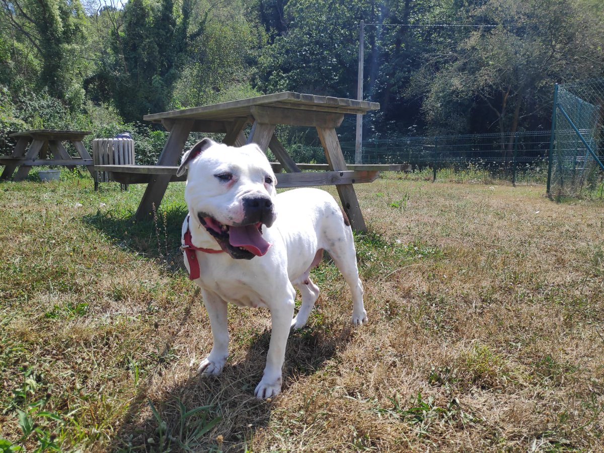 Asoc. Voluntarios Albergues Animales Asturias tweet media