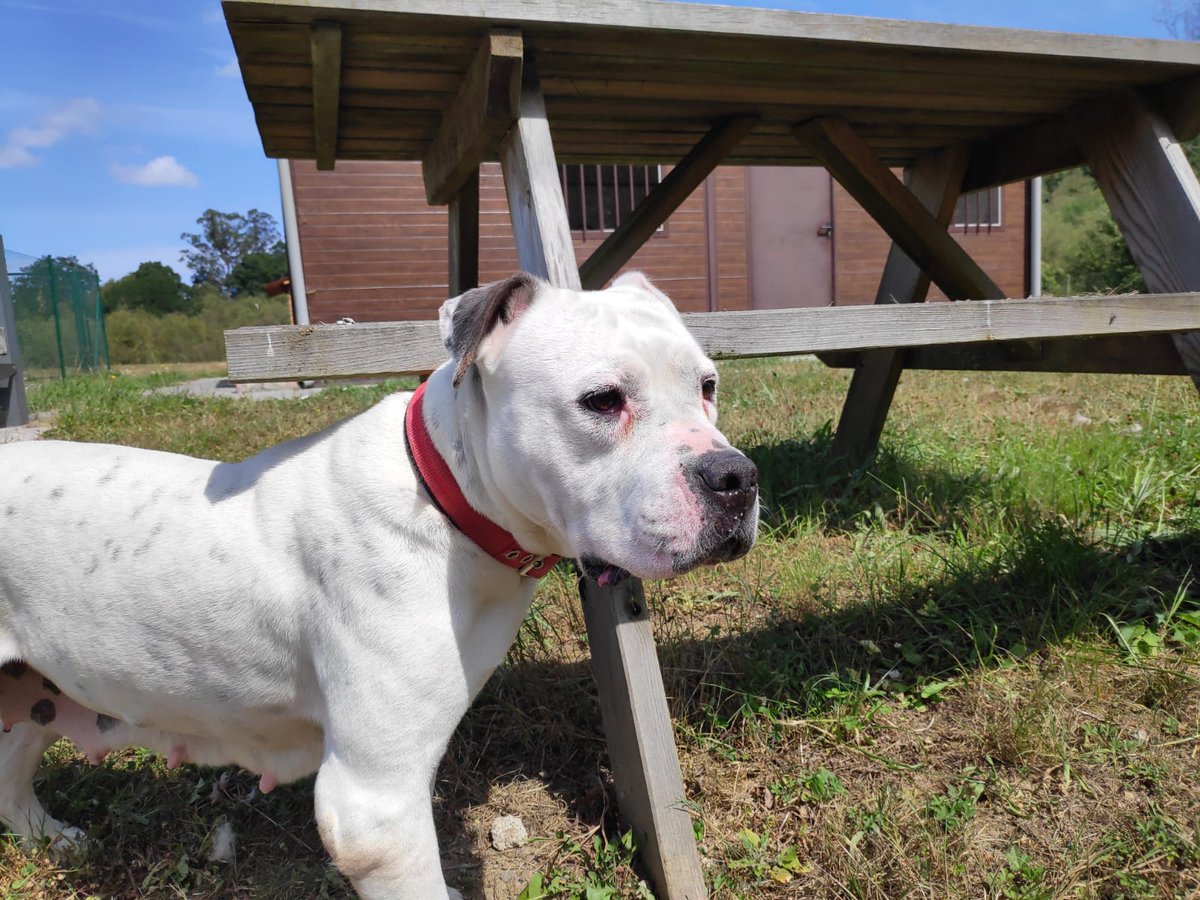 Asoc. Voluntarios Albergues Animales Asturias tweet media