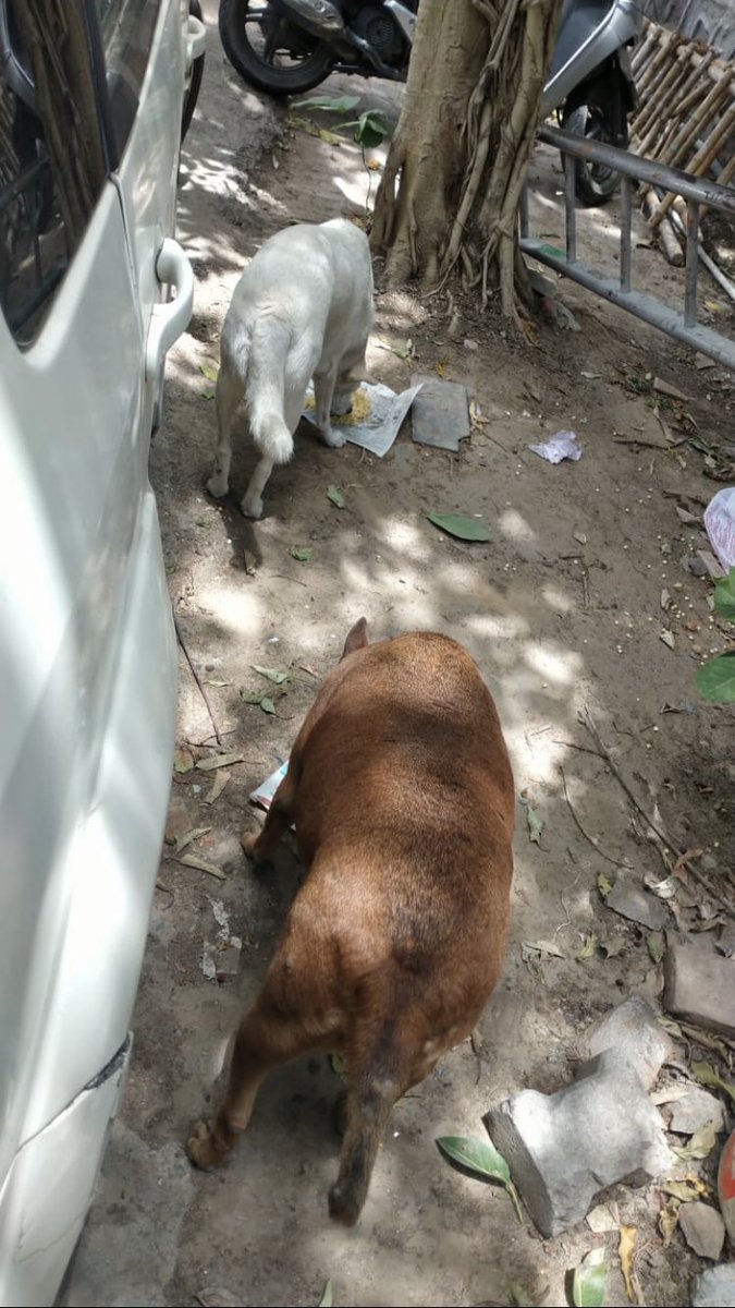 shield_animal's tweet image. We can not provide homes for all of our strays but we can give them items that help keep them warm and comfortable. We offer blankets, mats and coats, that way no matter their environment they can feel relaxed.

To donate head to animalshield.org

#animalshield