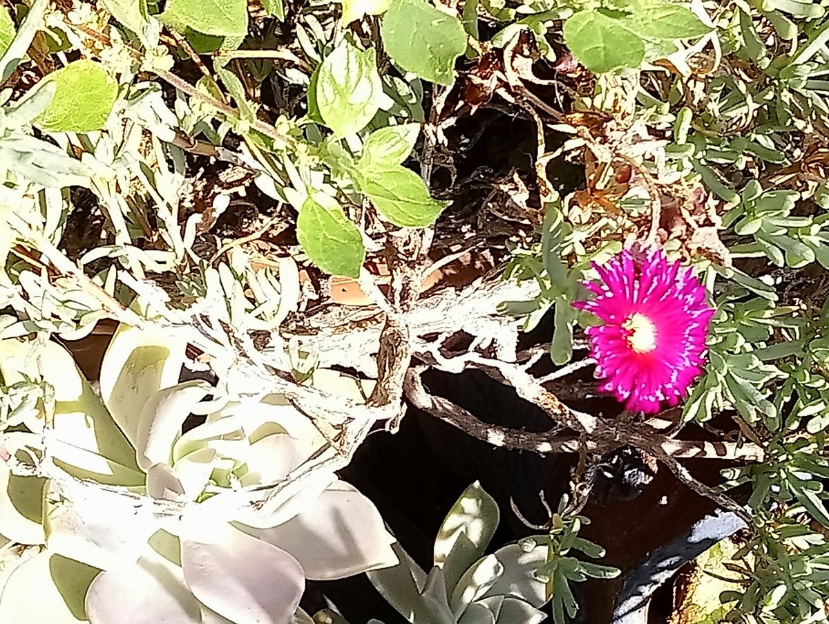 Yaşam döngüsüne, çiçeklerin bizleri nasıl ölümsüz kıldığına dair Alev Oskay imzalı sıcacık anı/öykü de bu dileğin somutlanışlarına bir örnek olarak bu haftaki Dirimbilim Günlüğü'nün omurgasına yerleşiyor doğallıkla. azizmsanat.org/2021/08/29/dir… <a href="/AlevOskay/">Alev Oskay</a>