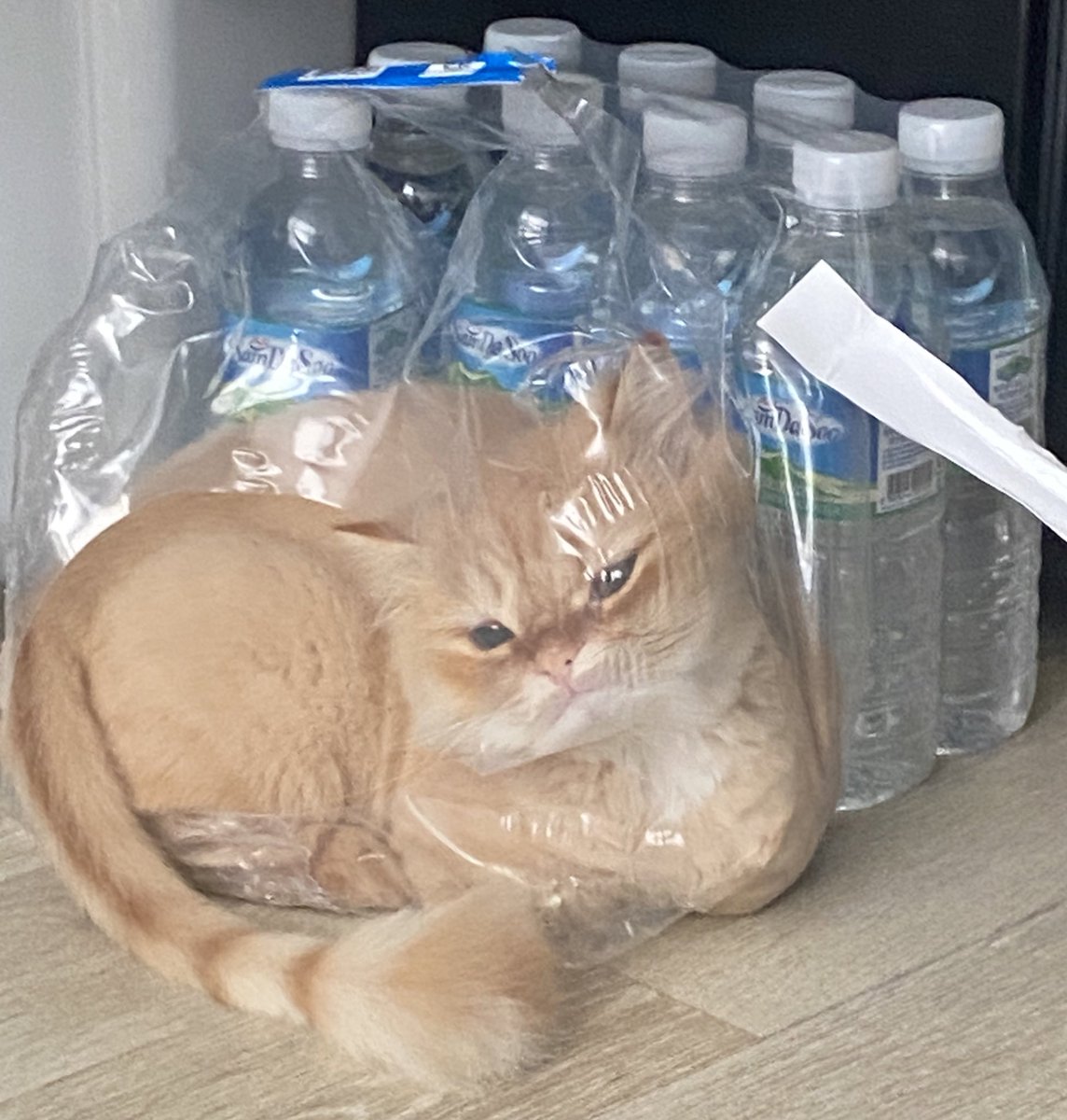 저희집 고양이 보실분…
자기 혼자 들어가서 이러고 있는거임…