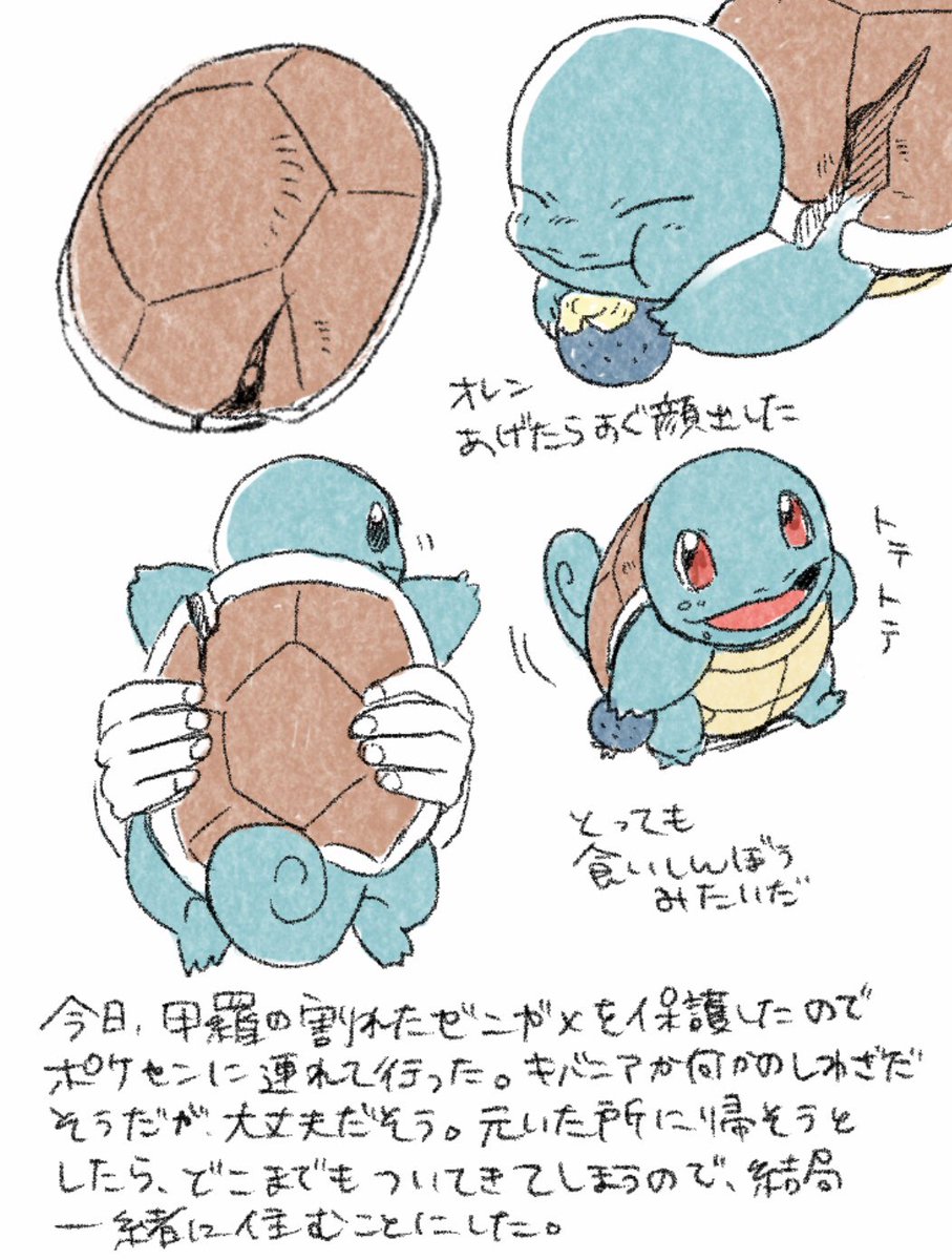 #ポケモンと生活 
ゼニガメ 