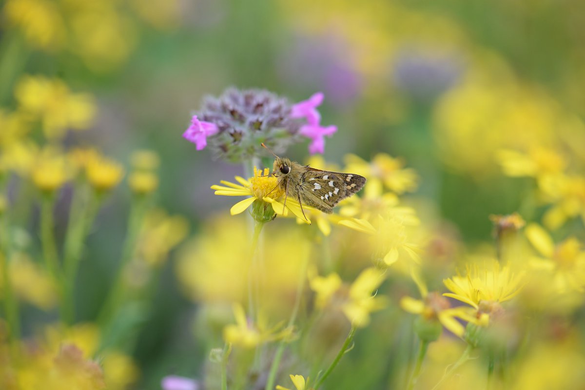 Finally, found my first Silver spotted skipper, a rare little butterfly , and it posed beautifully 🙂 Really pleased with this shot.<a href="/savebutterflies/">Butterfly Conservation 🦋</a> @ukbutterflies <a href="/Britnatureguide/">The British Nature Guide</a> <a href="/NatureUK/">NatureUK</a> <a href="/SWildli/">#SaveBritishWildlife</a> <a href="/Saving_Nature/">Let's Save Nature</a> <a href="/UK_Nature/">UK Nature</a> <a href="/HantsIWWildlife/">Hampshire & Isle of Wight Wildlife Trust</a> Hampshire uk