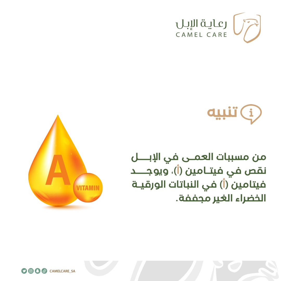 نقص فيتامين (أ) يسبب العمى في الإبل: 

#رعاية_الابل