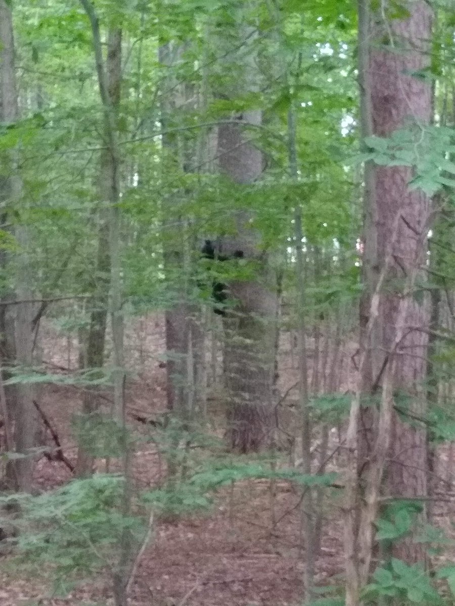 Millie treed a mama bear and her two cubs this morning