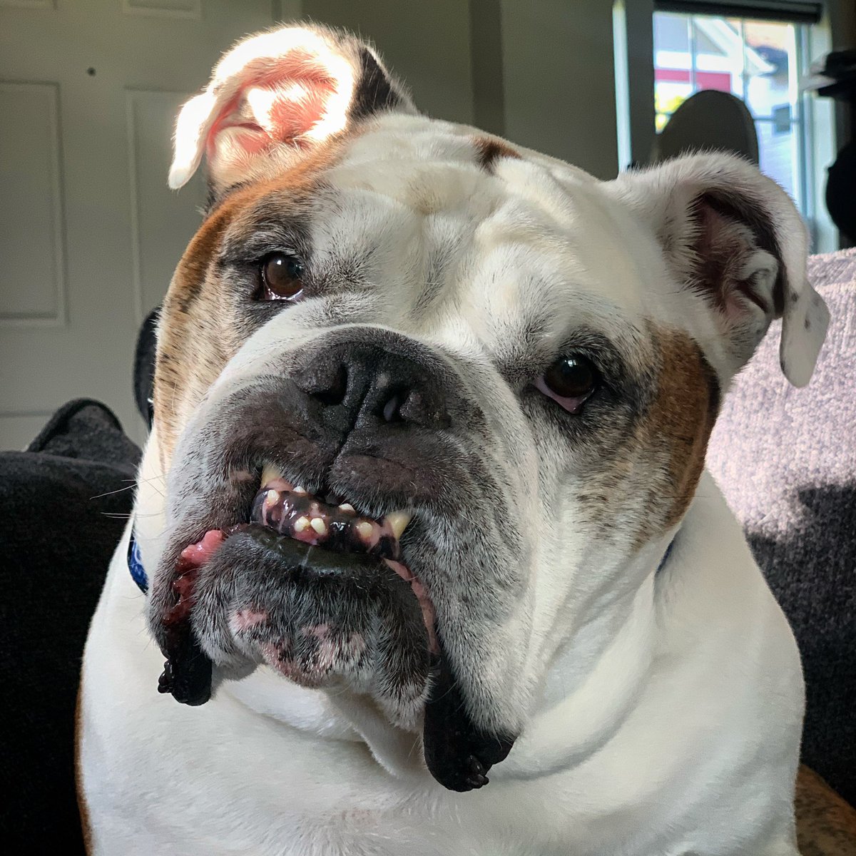 ButlerBlue3's tweet photo. Drop the phone, pet me, and nobody gets hurt. https://t.co/8CZH63SRZf