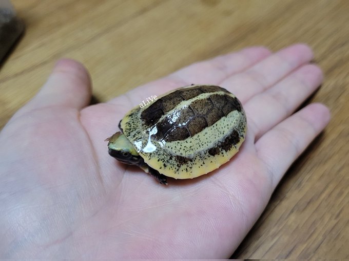 爬虫類ショップ アライブ Alive さん の人気ツイート 1 Whotwi グラフィカルtwitter分析