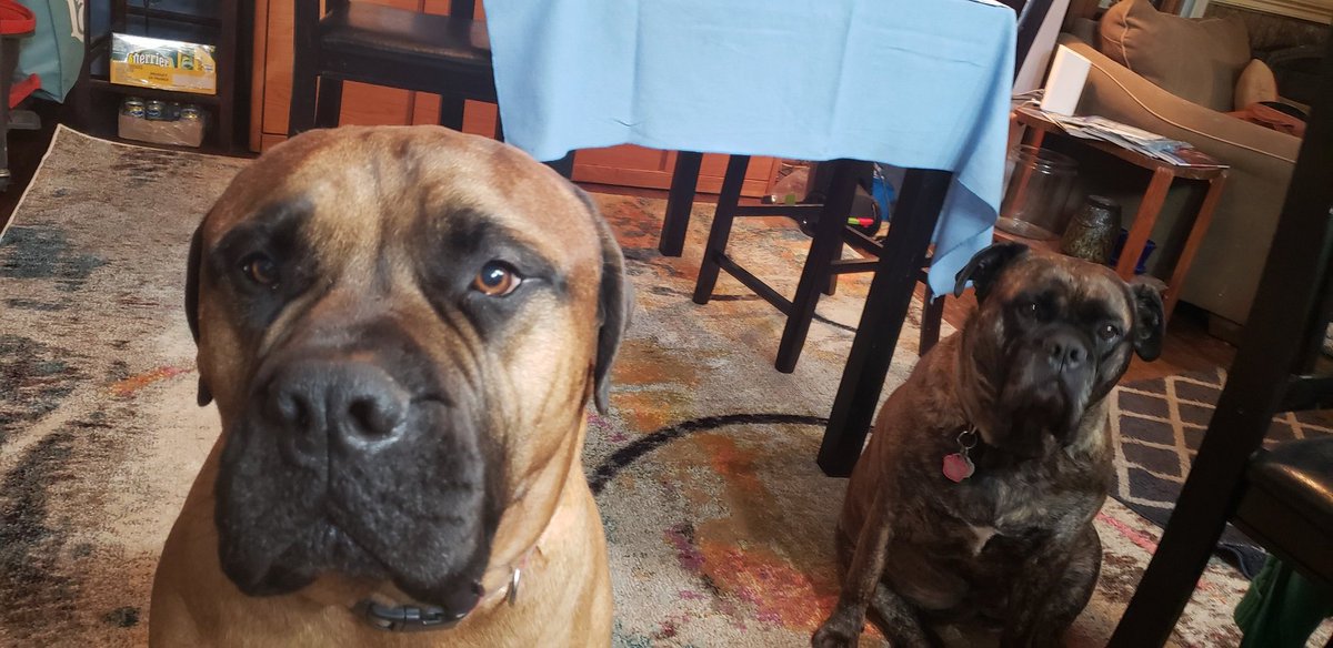 eloise57's tweet photo. @munchermoo Welcome Cola!! We are Clifford and Blaze. #bullmastiffs. I'm the Big red one on the left. We are happy to 🐝 your friends 🐾🐾🐾💕 https://t.co/Mr7w0751wx