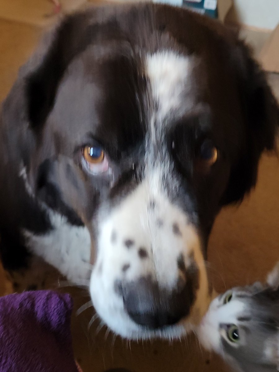 SparrowsRetreat's tweet photo. That cat is kissing me isn't it. Make it stops. Is putting the cat slobbers on my face. 🤢😽  #DogsofTwittter #dogs #SundayMorning #sundayvibes https://t.co/M8QeaP5Gj5