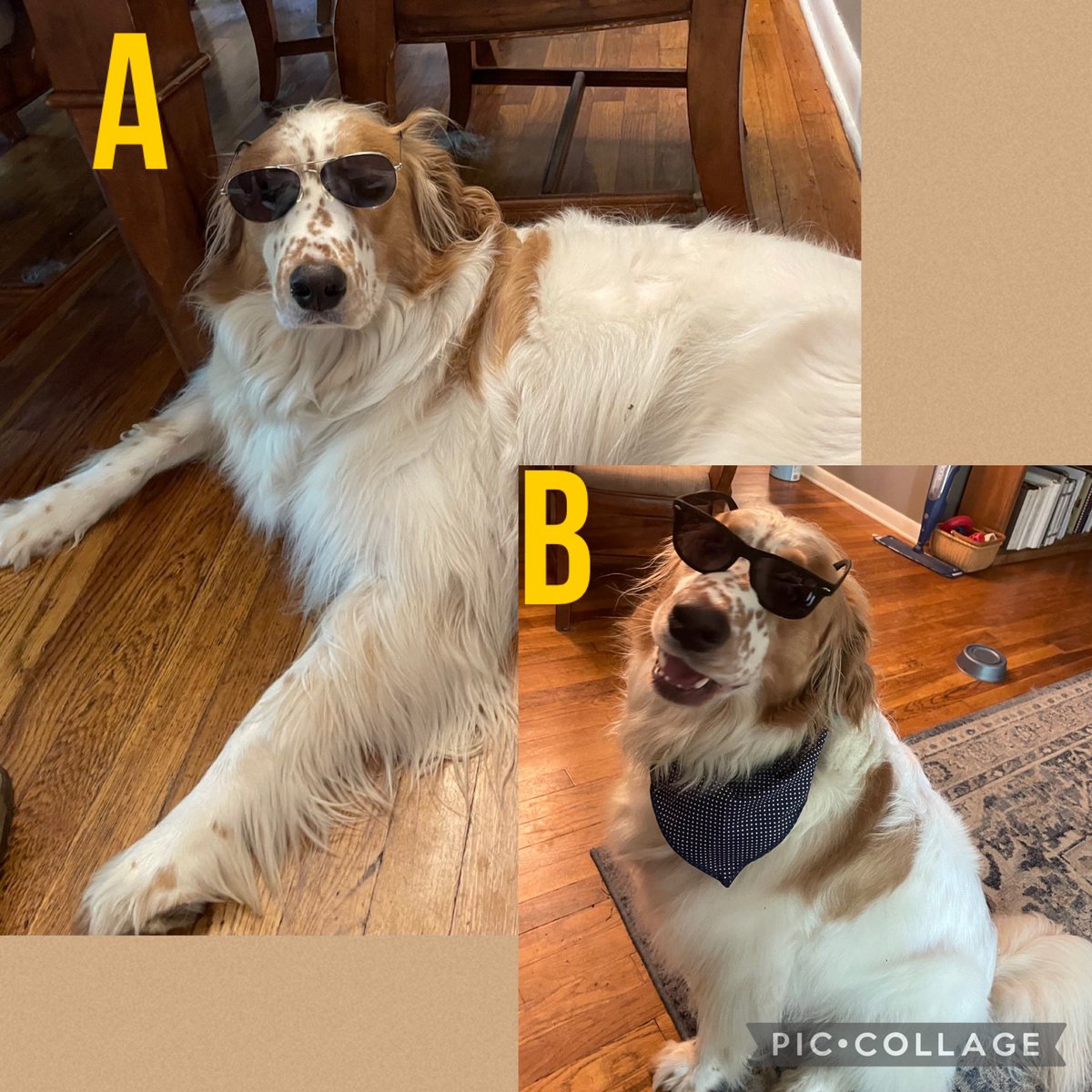 Need some new shades! Please vote & tell me which you like best! #newshades #RescueDog #petsoftwitter #doggo #dogoftheday #DogsofTwittter #GRC #mixedbreed #stylin