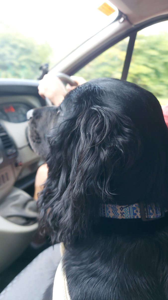 AmyFTrainer's tweet photo. Camping here we come https://t.co/JqjlLHcgjX