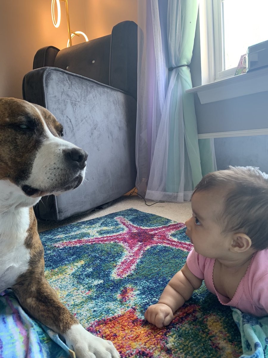BrindleMonster's tweet photo. I try mind control with bald puppy baby… she will give me all the noms one day. https://t.co/ScBOPGYVd3
