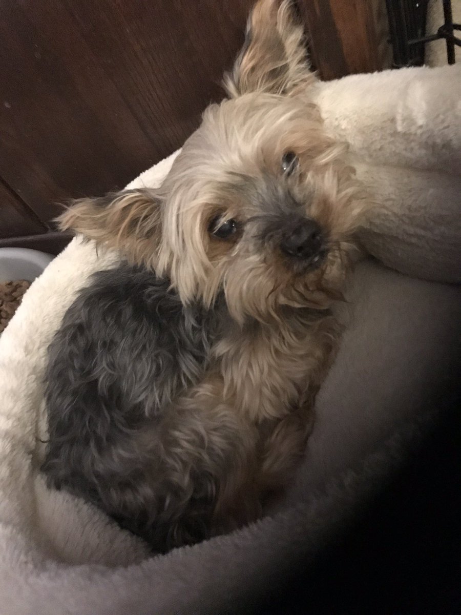 MRemy252's tweet photo. AHHH! FINALLY GOT A SHINY LILLIPUP! Been wanting this shiny for the longest time! I lost my little buddy Romeo not too long ago so stoutland will always be very close to me💜Romeo🖤 #PokemonGo #Pokemon #Yorkie #RipRomeo https://t.co/bZphyfgR2P
