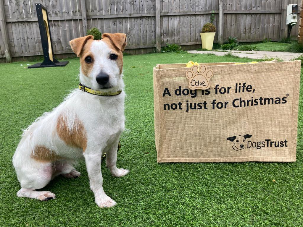 Odie🐶 has packed his bag to head to his new home this afternoon🏡 💼 #bagspacket #adoptdontshop #Adogisforlife