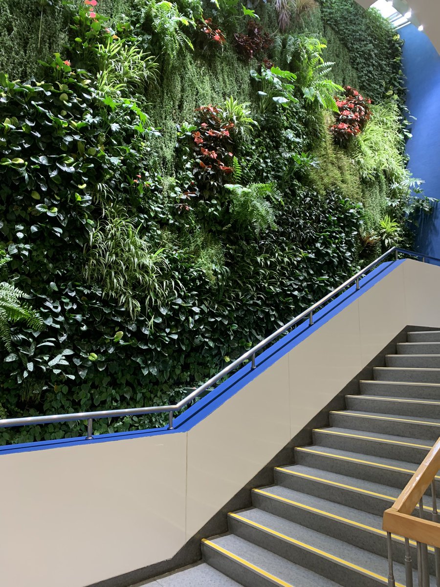 The International School of Beijing welcomes a little patch of green into the school. A student Living Labs project, this 3-story living green wall was the brainchild of a pair of high school students turned into reality. #learnisb #greenschools #biophilia