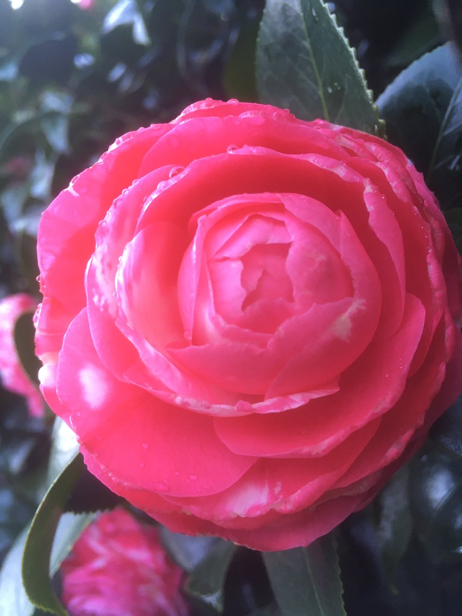 healthlivenergy's tweet photo. Have a beautiful day!💖🌸

#flowers #flowerhealing #flowertherapy #nature https://t.co/4BMgn4fOTv